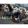 SAKURAJIMA DAIKON Samen - größte Radieschen Welt