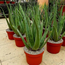 Aloe vera Seeds (Aloe barbadensis)  - 5