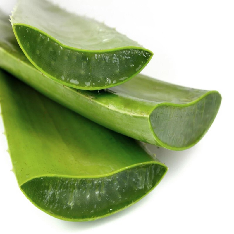 Sementes de Babosa, Aloe vera,