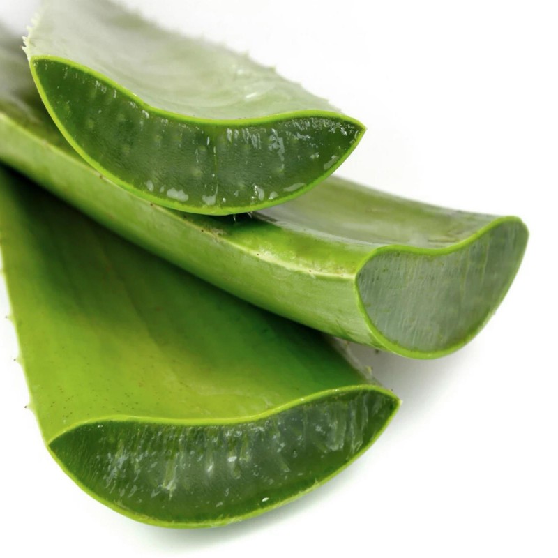 Оbicna Aloja Seme, prava Aloja, Aloe Vera | 4,00 €