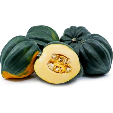 Price: €2.25 - Semillas de calabaza Table Queen Acorn - Bellota - Seeds Gallery