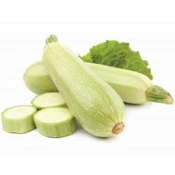 140 Graines De Courgette Blanche de Sicile Seeds Gallery - 1