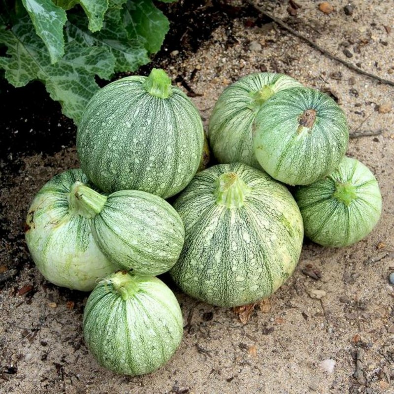 Price: €1.95 - Semillas de calabacín Redondo RONDE DE NICE - 