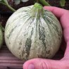 Price: €1.95 - Semillas de calabacín Redondo RONDE DE NICE - 
