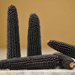 Semillas de palomitas negro Dakota Seeds Gallery - 3