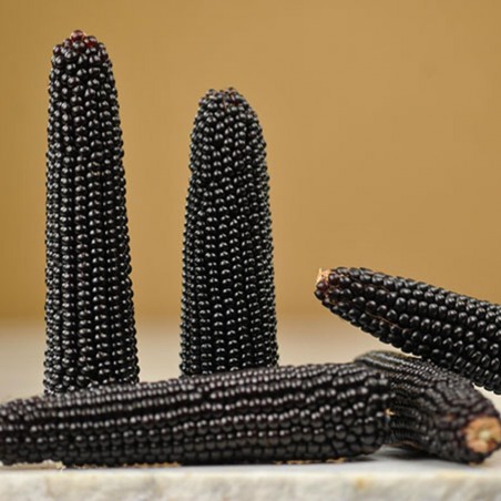 Price: €2.15 - Black Popcorn Corn Dakota Seeds - Seeds Gallery