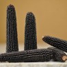 Price: €2.15 - Black Popcorn Corn Dakota Seeds - Seeds Gallery