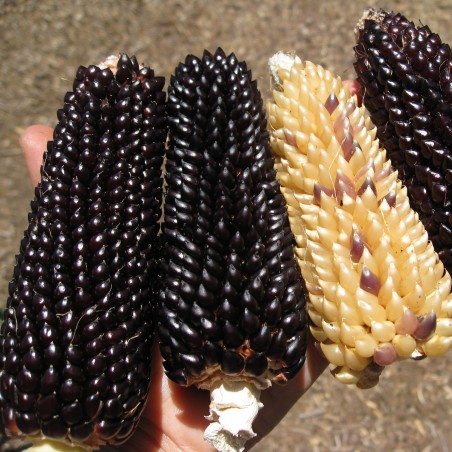 Price: €2.15 - Black Popcorn Corn Dakota Seeds - Seeds Gallery