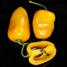 Price: €2.5 - Rocoto Manzano Cusco Cuzco Chili Samen - 