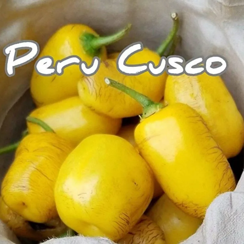 Rocoto Manzano Cusco Cuzco Chili Seeds