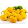 Rokotopeppar frön Rocoto Manzano Cusco Cuzco | 2,50 €