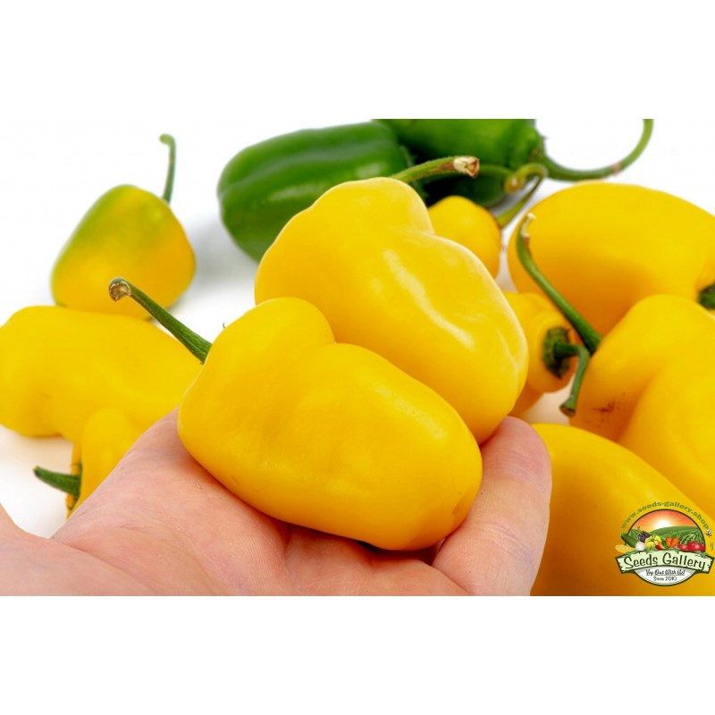 Sementes de pimentão Rocoto Manzano Cusco Cuzco | 2,50 €