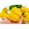 Rocoto Manzano Cusco Cuzco Chili Seeds