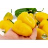 Sementes de pimentão Rocoto Manzano Cusco Cuzco | 2,50 €