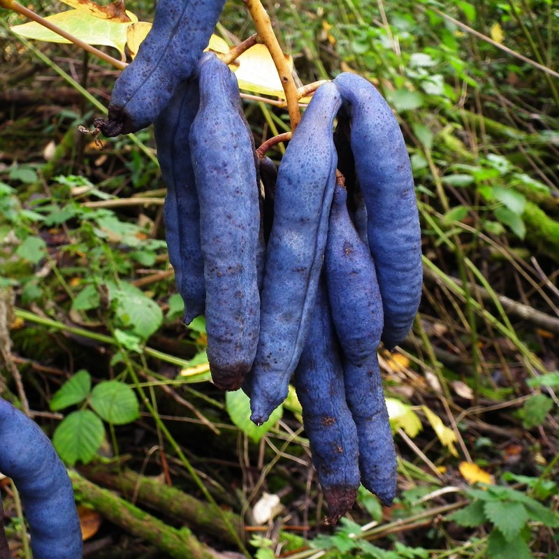 Price: €1.9 - Plavi krastavac Seme - Decaisnea fargesii - 