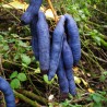 Price: €1.9 - Sementes De Banana Azul (Decaisnea Fargesii) - 