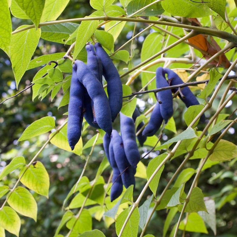Price: €1.9 - Σπόροι Δάχτυλα του νεκρού (Decaisnea fargesii) - 