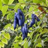 Price: €1.9 - Semillas Banana Azul (Decaisnea fargesii) - 