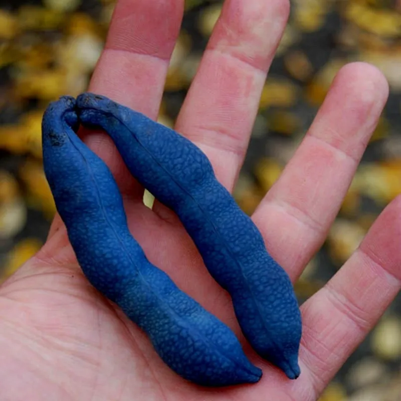 Semillas Banana Azul (Decaisnea fargesii)