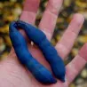 Semillas Banana Azul (Decaisnea fargesii)