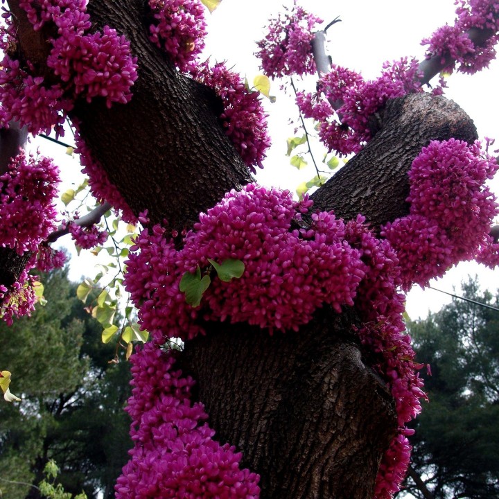 Judaszowiec południowy nasion (Cercis siliquastrum) - 228.714671