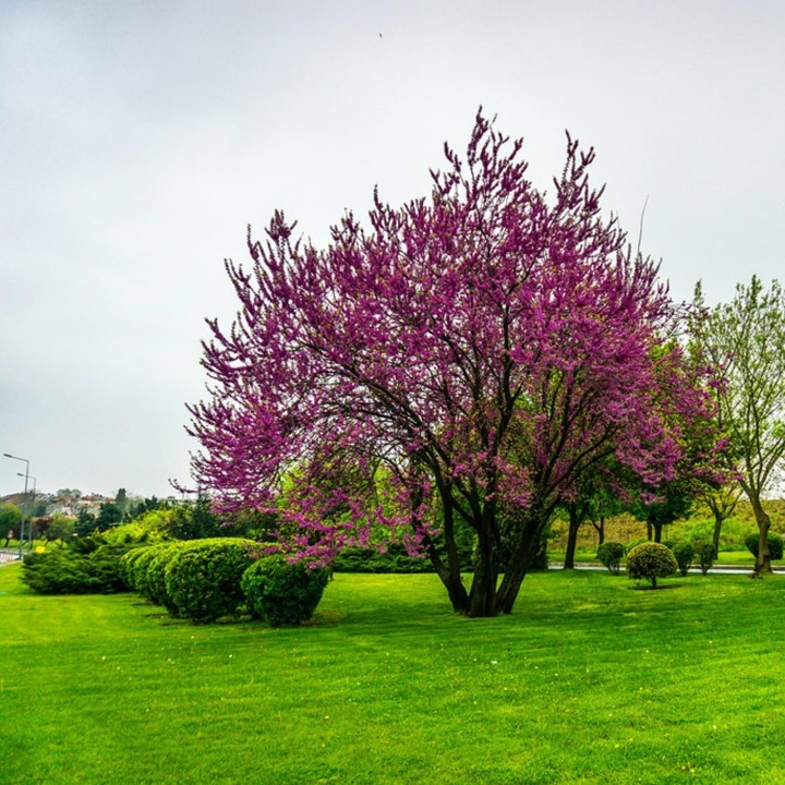 Judaszowiec południowy nasion (Cercis siliquastrum) - 228.714671