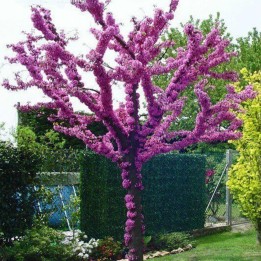 Judaszowiec południowy nasion (Cercis siliquastrum) - 228.714671