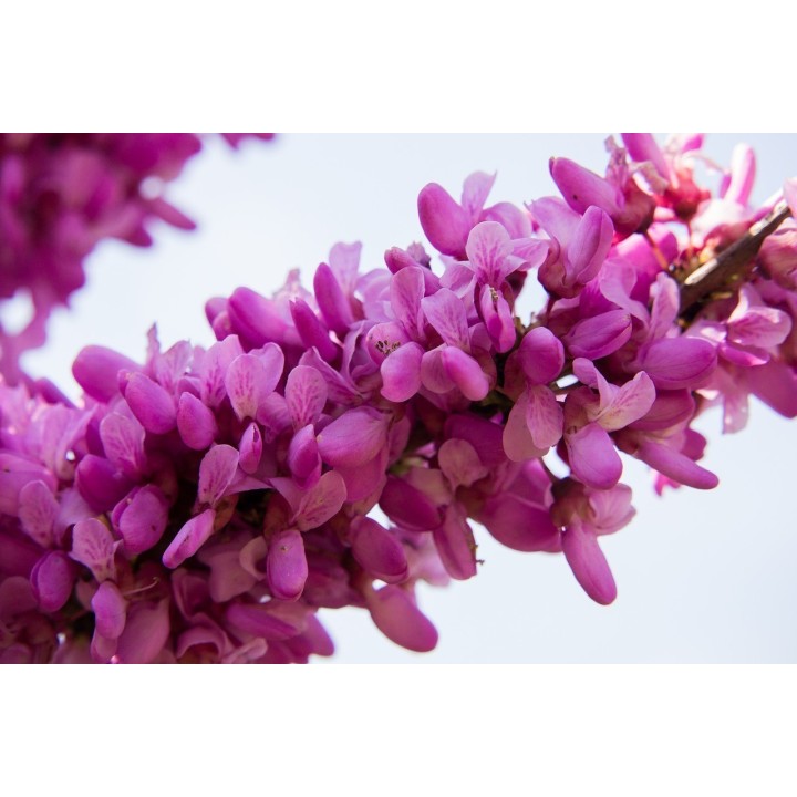 Judaszowiec południowy nasion (Cercis siliquastrum) - 228.714671