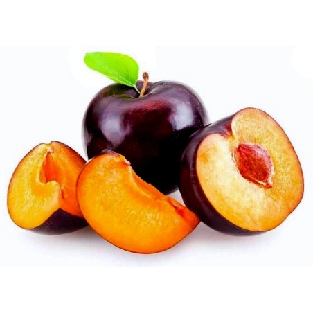 Schwarze Pflaume Samen BLACK BEAUTY