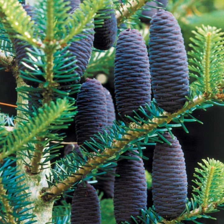 Korea-Tanne, Korean Fir Seeds (Abies koreana) - 1.665
