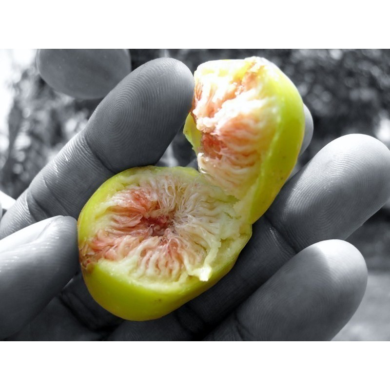 Banyan Tree Seeds