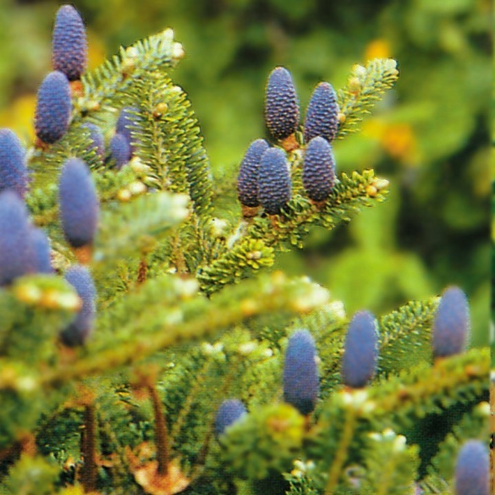 Korea-Tanne, Korean Fir Seeds (Abies koreana) - 1.665