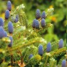 Semillas de ABETO DE COREA (Abies koreana) | 1,85 €