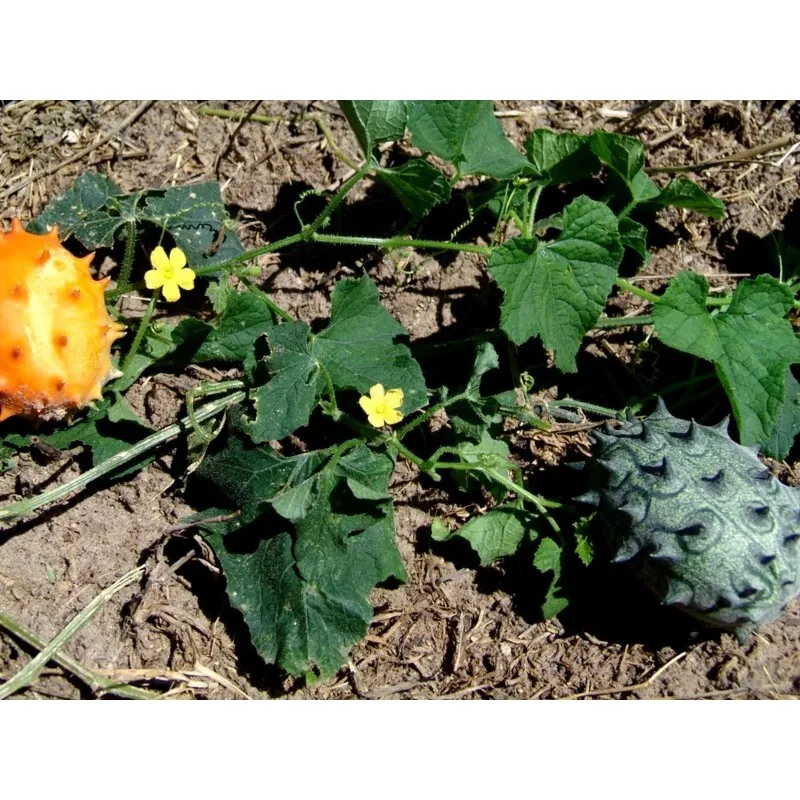 Sementes de pepino-africano, Kiwano (Cucumis metuliferus)