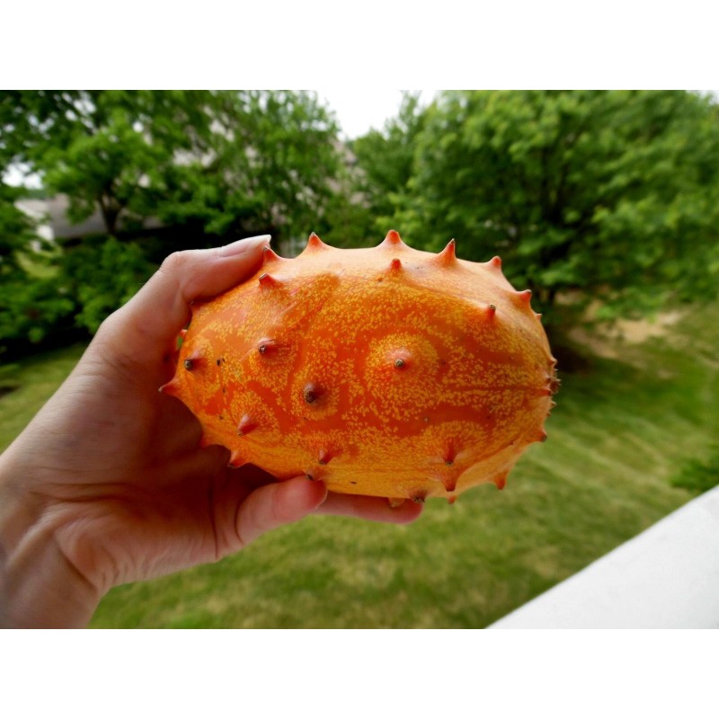 Price: €2 - Σπόροι Kiwano - Αγγλική Ντομάτα (Cucumis metuliferus) - Seeds Gallery