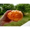 Sementes de pepino-africano, Kiwano (Cucumis metuliferus)