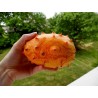 Price: €2 - Σπόροι Kiwano - Αγγλική Ντομάτα (Cucumis metuliferus) - Seeds Gallery