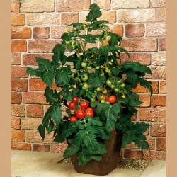 Price: €1.95 - Semillas de tomate Estrella del balcón - 