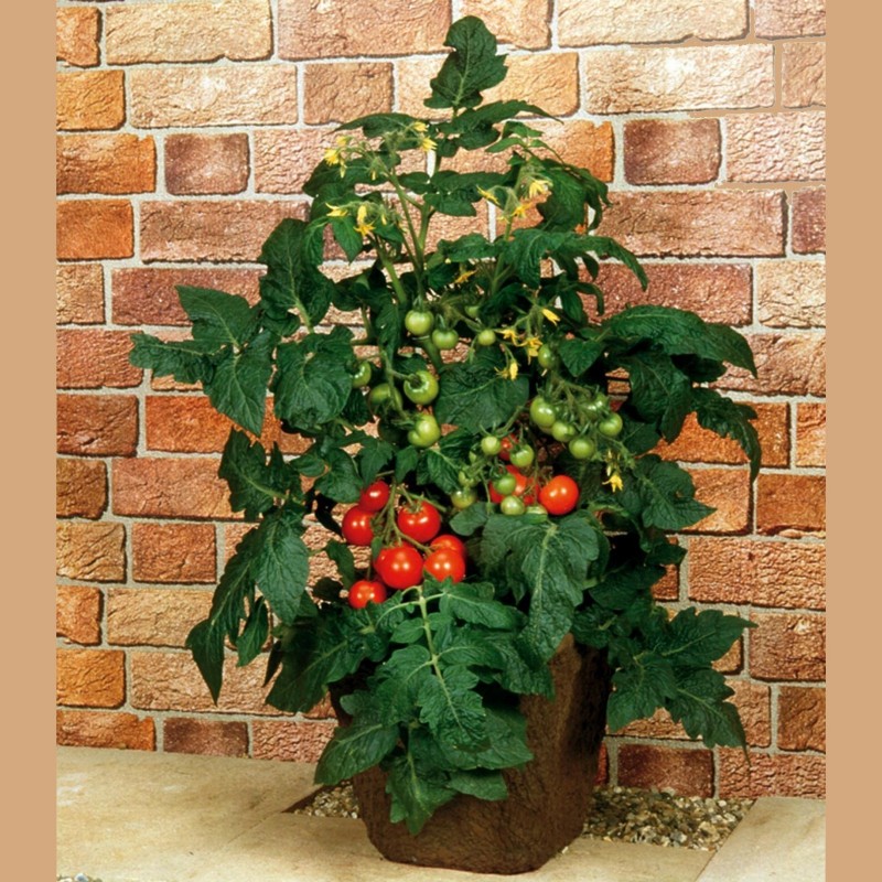 Price: €1.95 - Sementes de tomate ESTRELA DO BALCÃO - 
