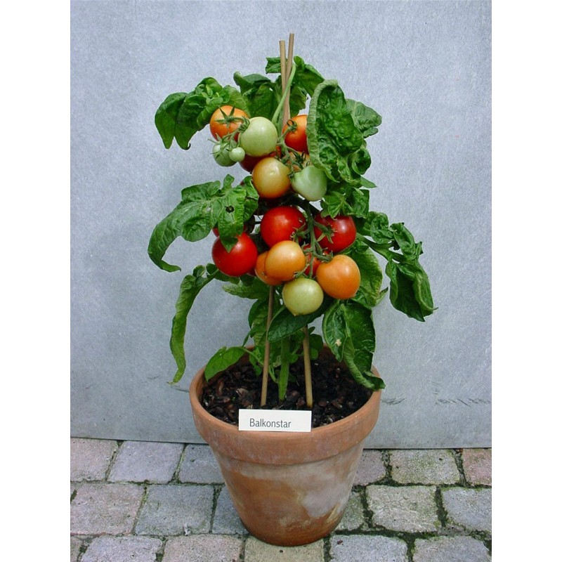 Price: €1.95 - Balkonstar Tomaten Samen - 