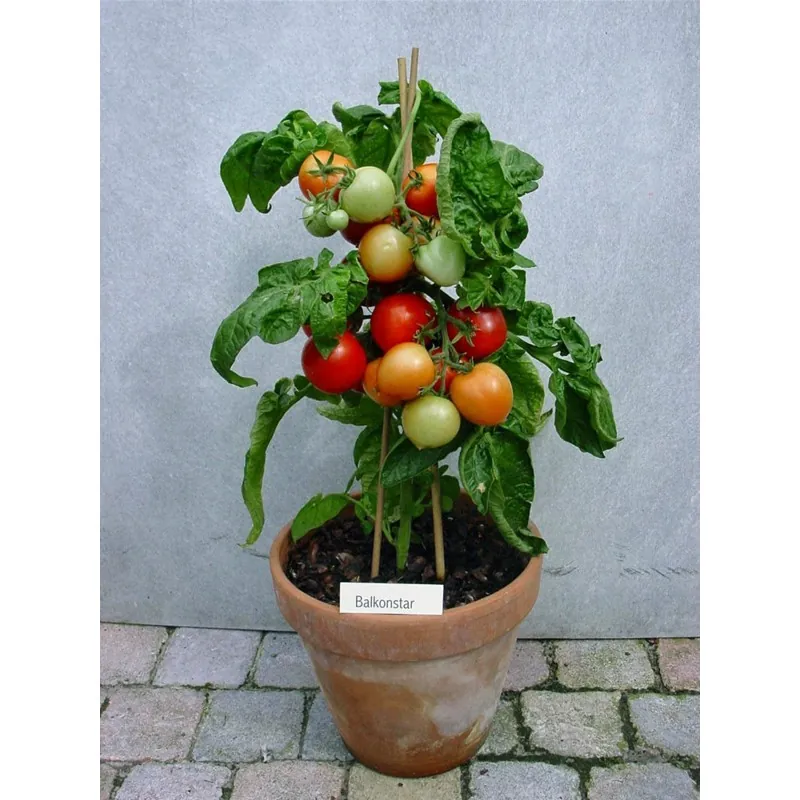 Graines de tomate BALCON ÉTOILE