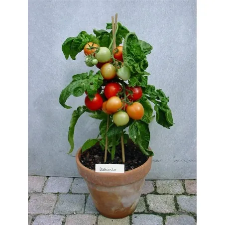 Graines de tomate BALCON ÉTOILE