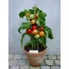 Graines de tomate BALCON ÉTOILE