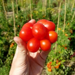 Reisetomate Tomatensamen aus Guatemala Seeds Gallery - 5