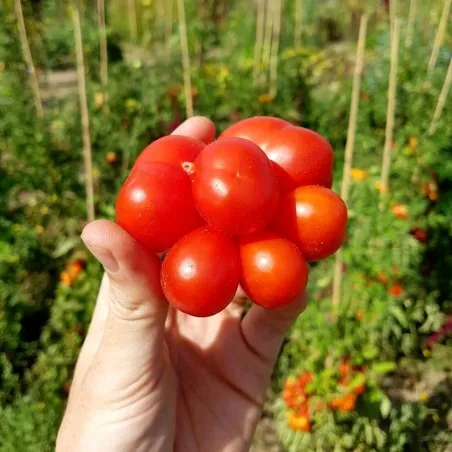 Reisetomate Tomatensamen aus Guatemala