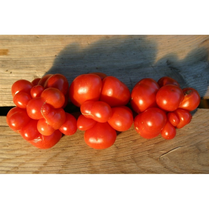 Price: €1.95 - Sementes de tomate VOYAGE - Seeds Gallery