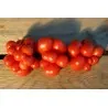 Reisetomate Tomatensamen aus Guatemala