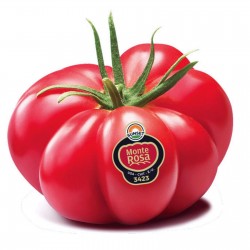 Price: €2.05 - Σπόροι Ροζ Πλευρωτός Ντομάτα Monte Rosa - Seeds Gallery