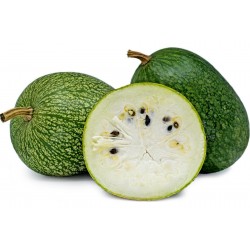 Price: €1.85 - Fikonbladspumpa Frö (Cucurbita ficifolia) - 