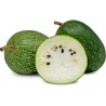 Price: €1.85 - Chilacayote - Figleaf Gourd seeds (Cucurbita ficifolia) - 